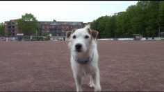 Orakel Paco tippt das Pokalfinale der 1. Herren 2014/2015 | ELBKICK.TV